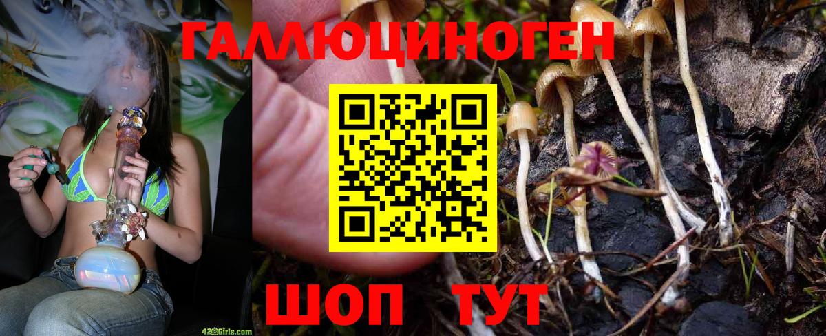 Псилоцибиновые грибы Cubensis  Псилоцибиновые грибы прущие грибы  Вход с VPN  Россия 